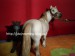Kobyla-hříbě-camargský kůň